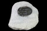 Scabriscutellum Trilobite - Morocco #171519-1